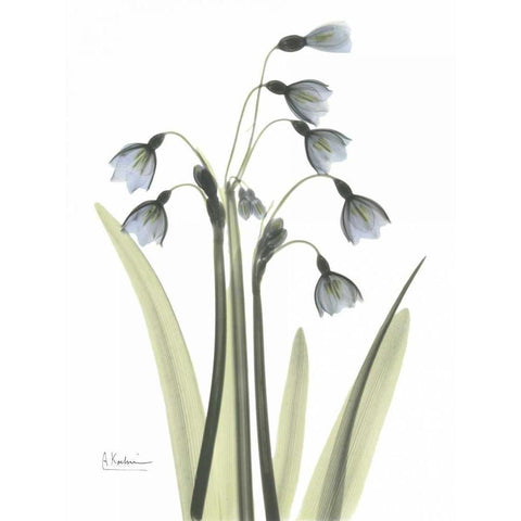 Snow Drop in Color Black Modern Wood Framed Art Print with Double Matting by Koetsier, Albert