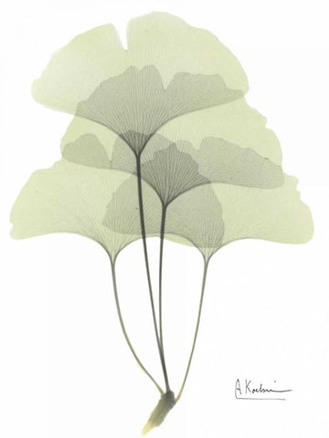 Gingko in Pale Green Black Ornate Wood Framed Art Print with Double Matting by Koetsier, Albert