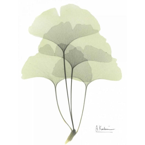 Gingko in Pale Green White Modern Wood Framed Art Print by Koetsier, Albert