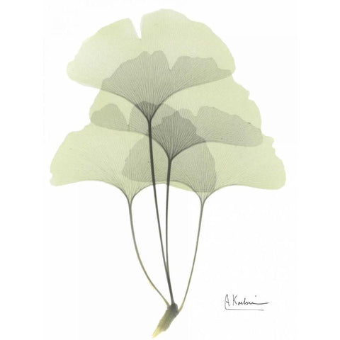 Gingko in Pale Green Black Modern Wood Framed Art Print with Double Matting by Koetsier, Albert