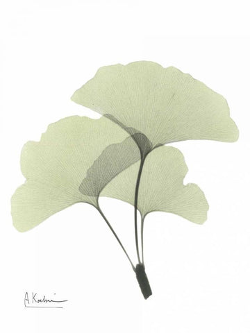 Gingko in Pale Green 2 White Modern Wood Framed Art Print with Double Matting by Koetsier, Albert