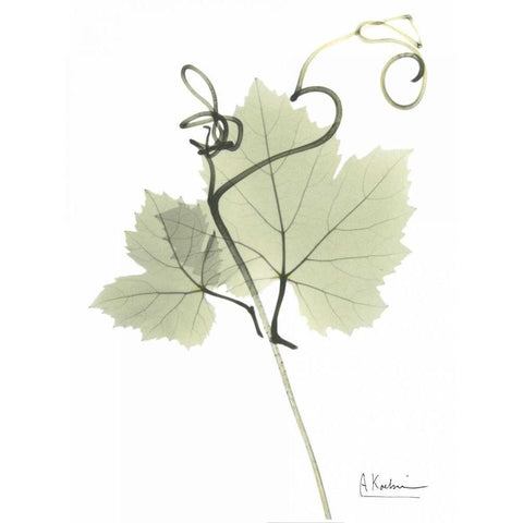 Grape Vine in Pale Green Black Modern Wood Framed Art Print with Double Matting by Koetsier, Albert