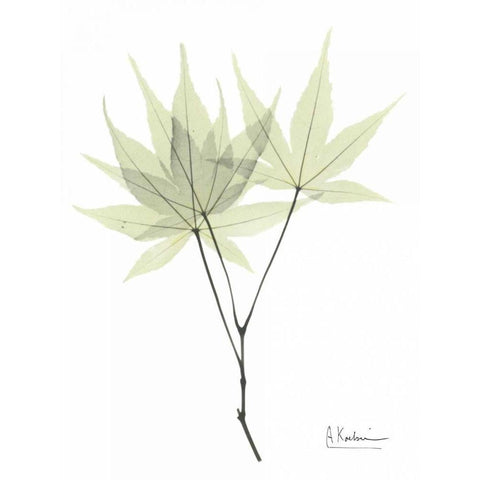 Japanese Maple in Pale Green White Modern Wood Framed Art Print by Koetsier, Albert