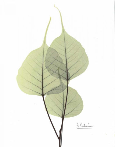 Bo Tree in Pale Green 2 White Modern Wood Framed Art Print with Double Matting by Koetsier, Albert