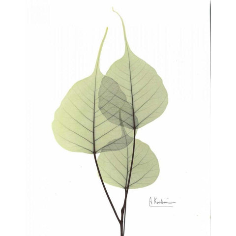 Bo Tree in Pale Green 2 Black Modern Wood Framed Art Print with Double Matting by Koetsier, Albert