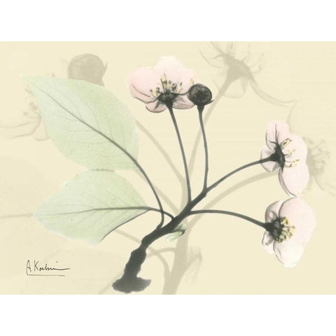 Wild Cherry on Beige Black Modern Wood Framed Art Print with Double Matting by Koetsier, Albert