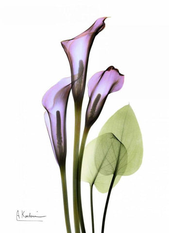 Calla Lily in Full Bloom Black Ornate Wood Framed Art Print with Double Matting by Koetsier, Albert