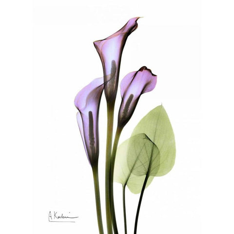 Calla Lily in Full Bloom White Modern Wood Framed Art Print by Koetsier, Albert