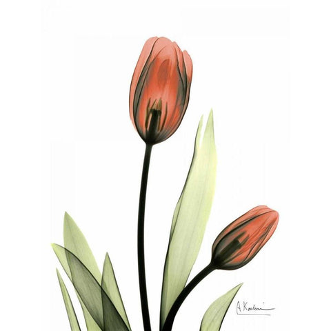 Red Tulips Black Modern Wood Framed Art Print with Double Matting by Koetsier, Albert