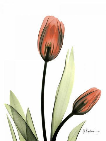 Red Tulips White Modern Wood Framed Art Print with Double Matting by Koetsier, Albert