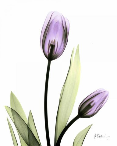 Tulip in Full Bloom White Modern Wood Framed Art Print with Double Matting by Koetsier, Albert