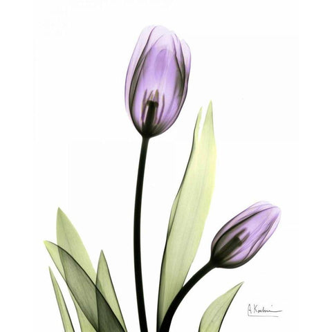 Tulip in Full Bloom Black Modern Wood Framed Art Print with Double Matting by Koetsier, Albert