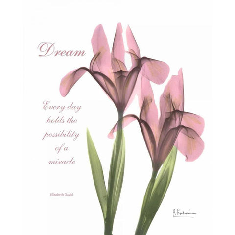 Pink Iris - Dream White Modern Wood Framed Art Print by Koetsier, Albert