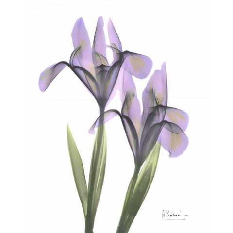 Purple Iris White Modern Wood Framed Art Print by Koetsier, Albert