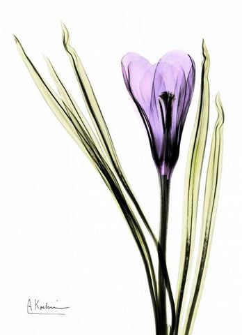 Purple Crocus White Modern Wood Framed Art Print with Double Matting by Koetsier, Albert