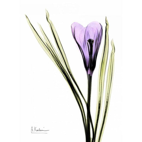 Purple Crocus White Modern Wood Framed Art Print by Koetsier, Albert