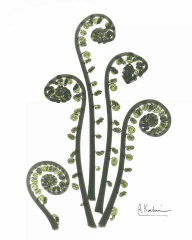 Fiddle Fern in Green White Modern Wood Framed Art Print with Double Matting by Koetsier, Albert