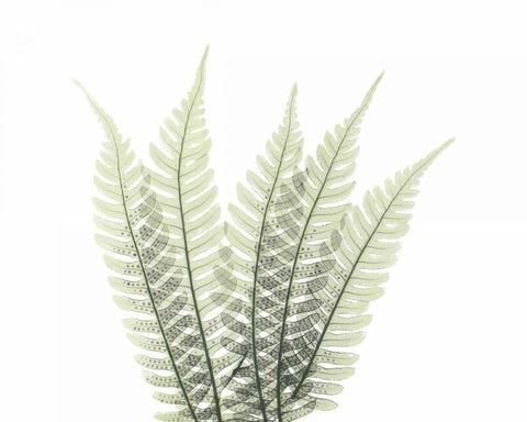 Tree Fern in Green 2 White Modern Wood Framed Art Print with Double Matting by Koetsier, Albert