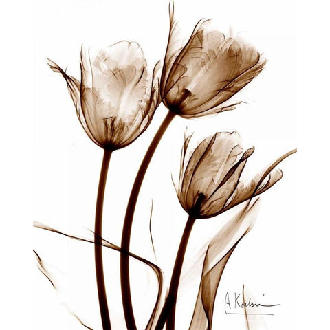 Tulip Arrangement in Brown Black Modern Wood Framed Art Print with Double Matting by Koetsier, Albert