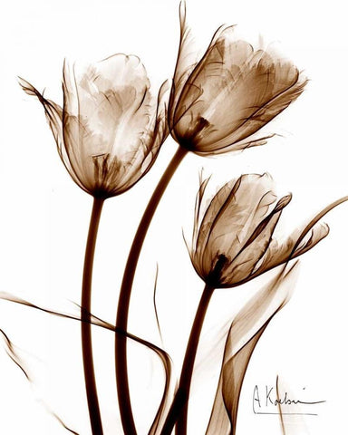 Tulip Arrangement in Brown Black Ornate Wood Framed Art Print with Double Matting by Koetsier, Albert