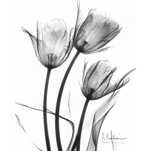 Tulip Arrangement in BandW White Modern Wood Framed Art Print by Koetsier, Albert