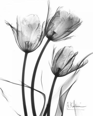 Tulip Arrangement in BandW White Modern Wood Framed Art Print with Double Matting by Koetsier, Albert