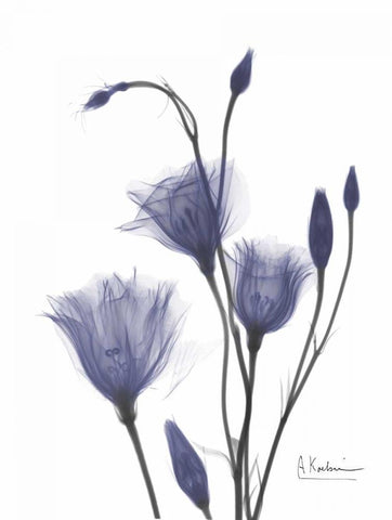 Gentian in Purple 2 Black Ornate Wood Framed Art Print with Double Matting by Koetsier, Albert