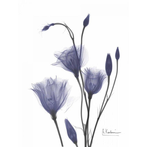 Gentian in Purple 2 White Modern Wood Framed Art Print by Koetsier, Albert