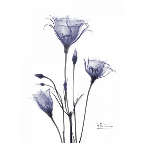 Gentian in Purple White Modern Wood Framed Art Print by Koetsier, Albert