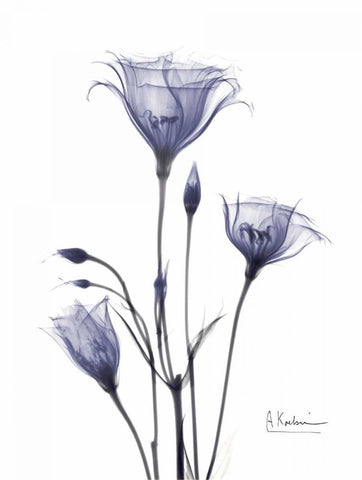 Gentian in Purple White Modern Wood Framed Art Print with Double Matting by Koetsier, Albert