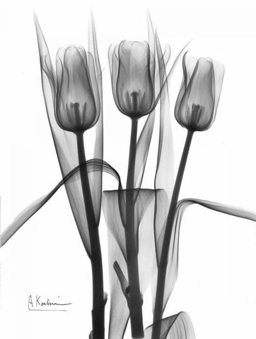 Triplet Tulips in BandW White Modern Wood Framed Art Print with Double Matting by Koetsier, Albert