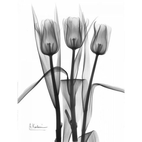 Triplet Tulips in BandW White Modern Wood Framed Art Print by Koetsier, Albert