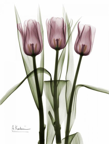 Triplet Tulips in Color White Modern Wood Framed Art Print with Double Matting by Koetsier, Albert