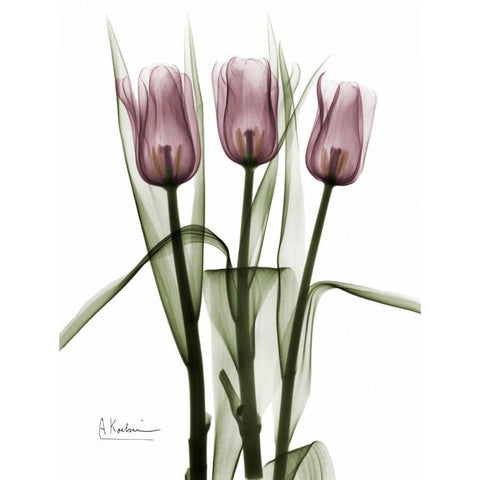 Triplet Tulips in Color White Modern Wood Framed Art Print by Koetsier, Albert