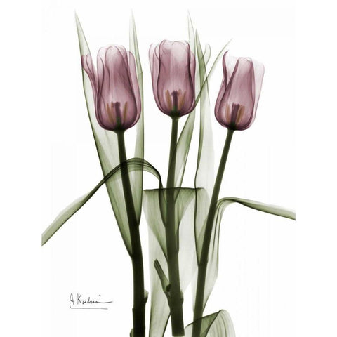 Triplet Tulips in Color Black Modern Wood Framed Art Print by Koetsier, Albert