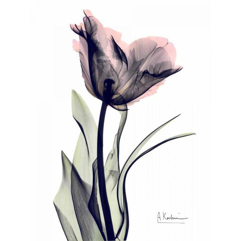 Single Tulip in Color Black Modern Wood Framed Art Print with Double Matting by Koetsier, Albert