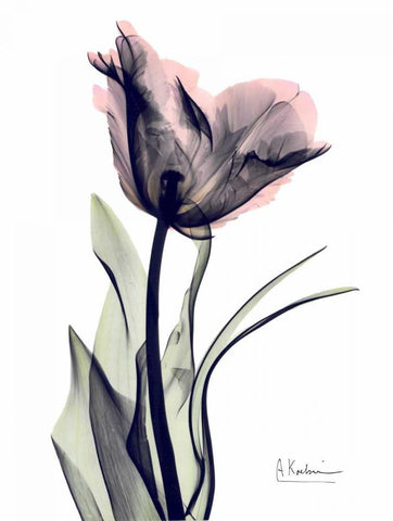 Single Tulip in Color Black Ornate Wood Framed Art Print with Double Matting by Koetsier, Albert