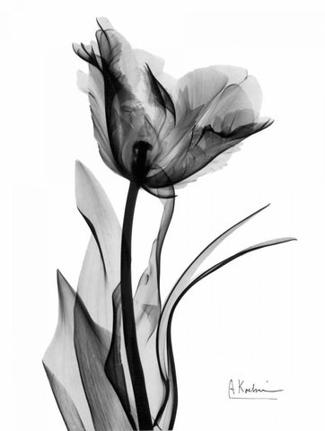 Single Tulip in BandW White Modern Wood Framed Art Print with Double Matting by Koetsier, Albert