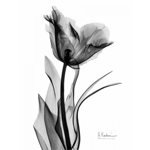 Single Tulip in BandW White Modern Wood Framed Art Print by Koetsier, Albert