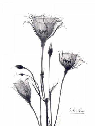 Bouquet of Gentian in BandW White Modern Wood Framed Art Print with Double Matting by Koetsier, Albert