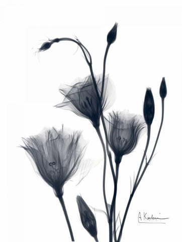 Bouquet of Gentian in BandW2 Black Ornate Wood Framed Art Print with Double Matting by Koetsier, Albert