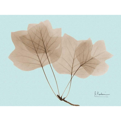 Tulip Tree in Brown on Blue Black Modern Wood Framed Art Print with Double Matting by Koetsier, Albert