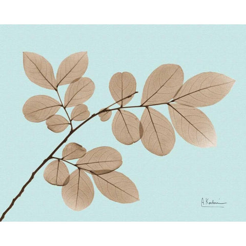 Myrtle Tree in Brown on Blue White Modern Wood Framed Art Print by Koetsier, Albert