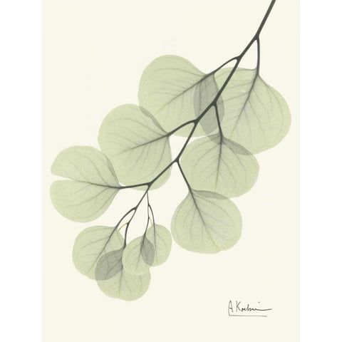 Eucalyptus Leaves in Green Black Modern Wood Framed Art Print with Double Matting by Koetsier, Albert