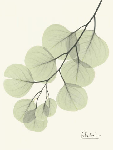 Eucalyptus Leaves in Green White Modern Wood Framed Art Print with Double Matting by Koetsier, Albert