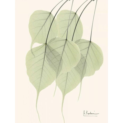 Bo Tree Leaves in Green Black Modern Wood Framed Art Print with Double Matting by Koetsier, Albert