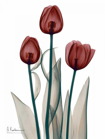 Early Tulips in Red Black Ornate Wood Framed Art Print with Double Matting by Koetsier, Albert