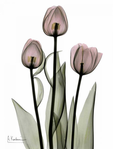 Early Tulips in Pink White Modern Wood Framed Art Print with Double Matting by Koetsier, Albert