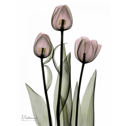 Early Tulips in Pink Gold Ornate Wood Framed Art Print with Double Matting by Koetsier, Albert