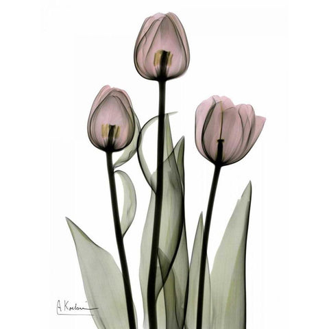 Early Tulips in Pink White Modern Wood Framed Art Print by Koetsier, Albert